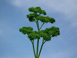 parsley - alternative treatment for lymphoma