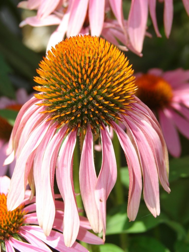 7 Herbal Treatments for Lymphoma | New Hope Unlimited
