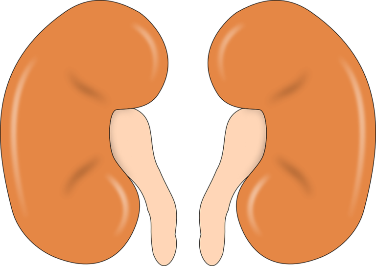 The BeanShaped Organs Facts, Functions, and Kidney Failure New Hope
