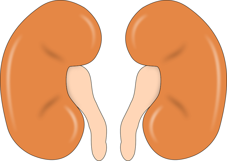 5 Simple Tips to Keep Your Kidneys Healthy