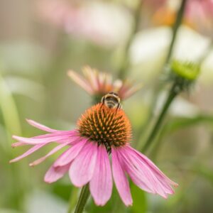 Echinacea - alternative treatment for lymphoma