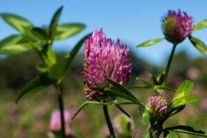 Red clover - alternative treatment for lymphoma