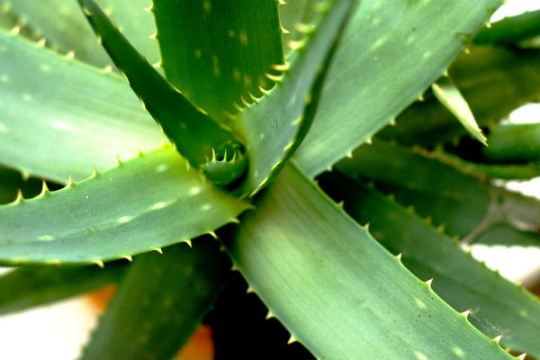 Aloe Vera and its Health Benefits