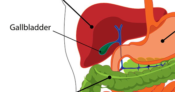 The Biliary Tract: Gallbladder And The Sphincter Of Oddi