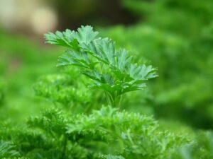 Parsley - alternative treatment for lymphoma